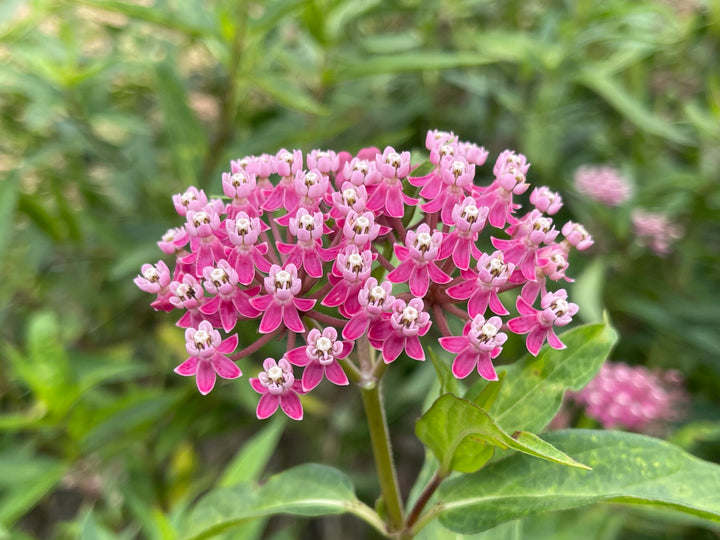 Asclepias incarnata ‘Soulmate’ (Swamp Milkweed)