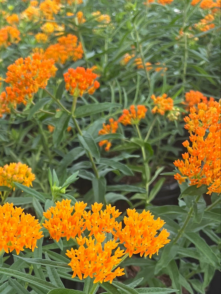 Asclepias tuberosa (Butterfly Weed)