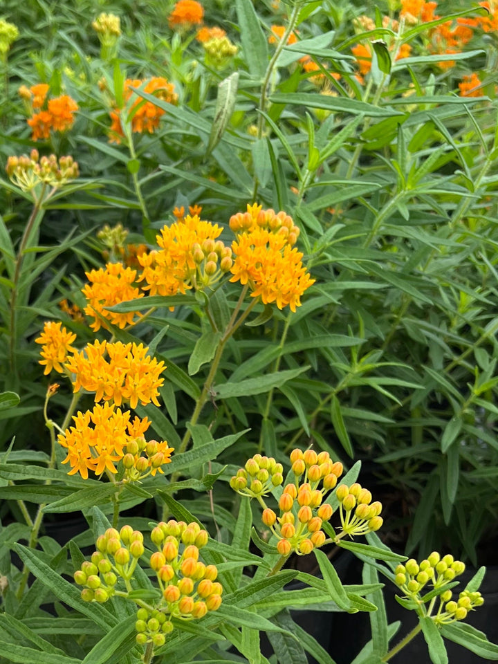 Asclepias tuberosa (Butterfly Weed)