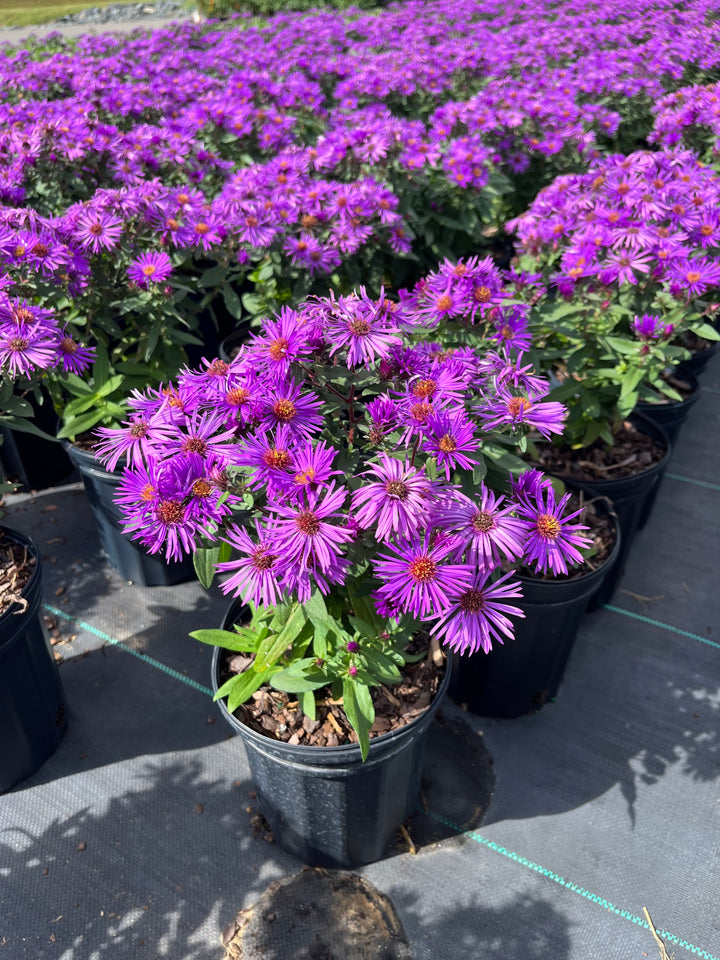 Aster novae-angliae 'Purple Dome' (New England Aster)