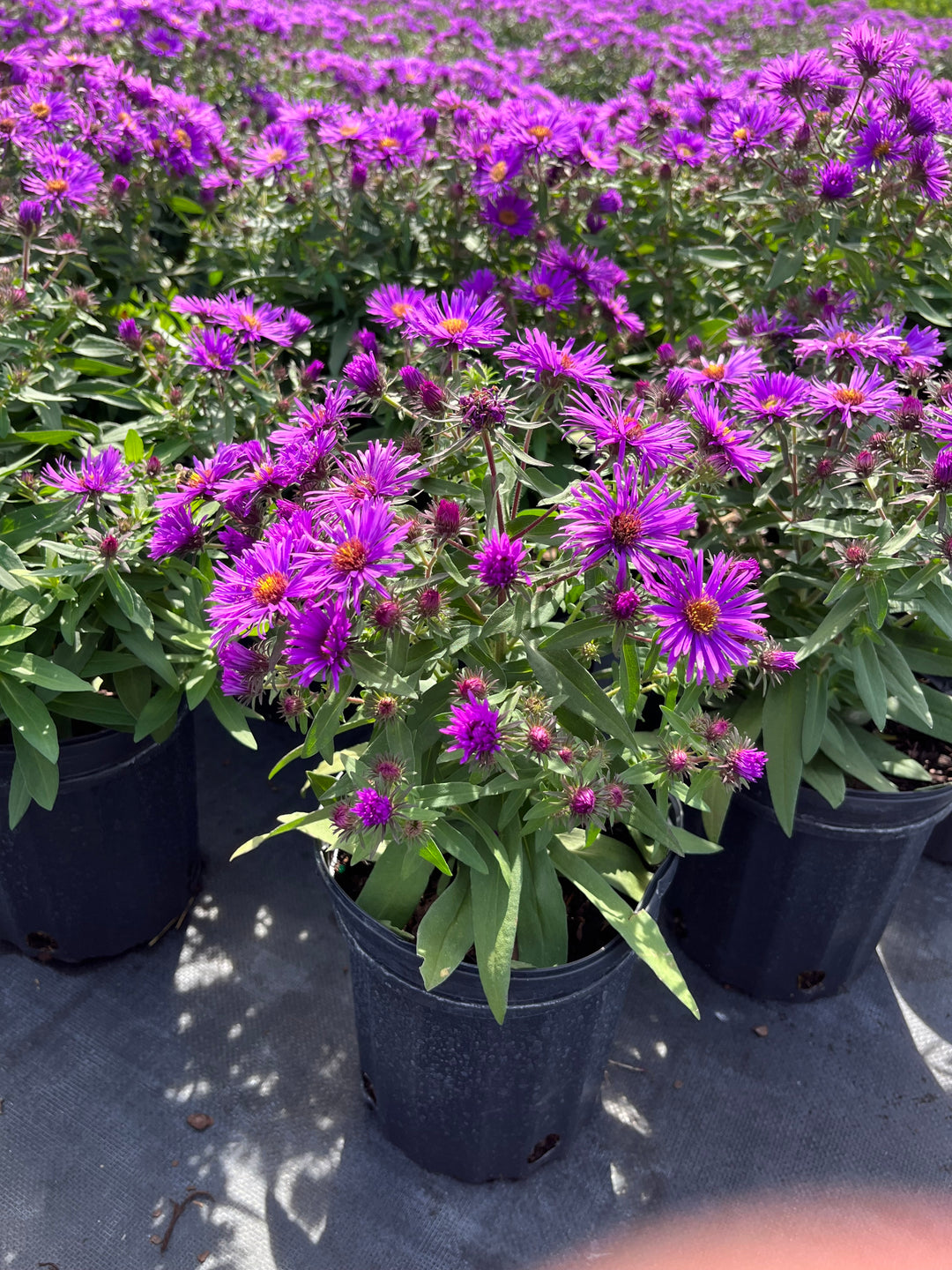 Aster novae-angliae 'Purple Dome' (New England Aster)