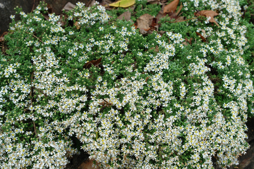 Aster ericoides ‘Snow Flurry’ (White Heath Aster)