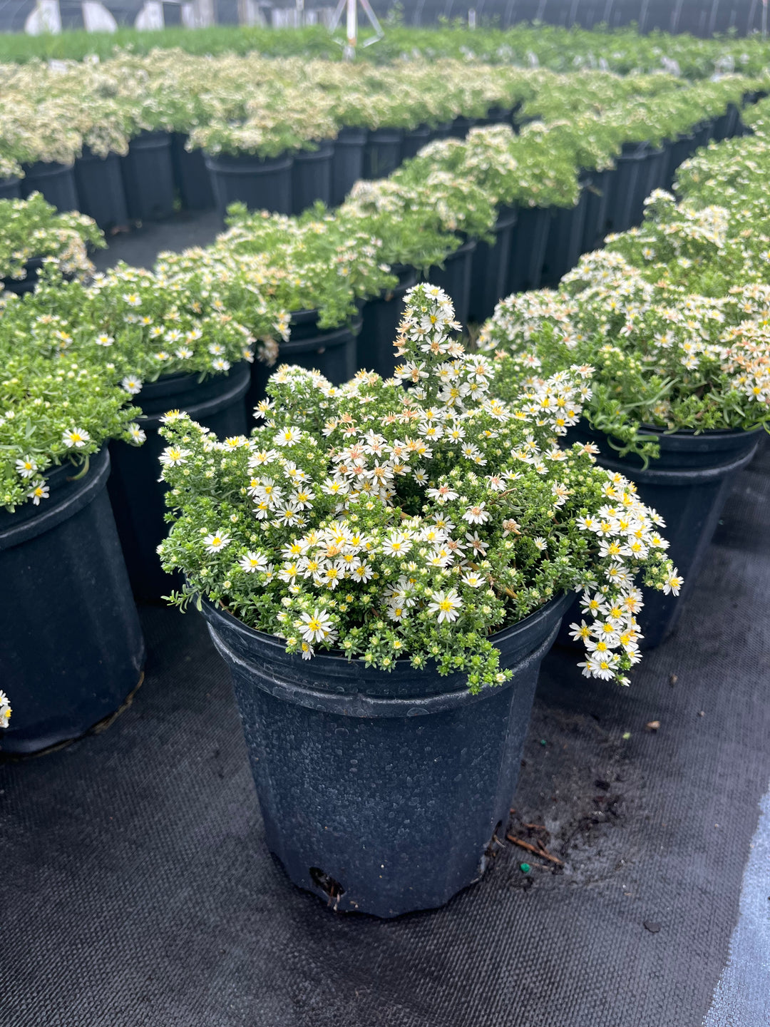 Aster ericoides ‘Snow Flurry’ (White Heath Aster)