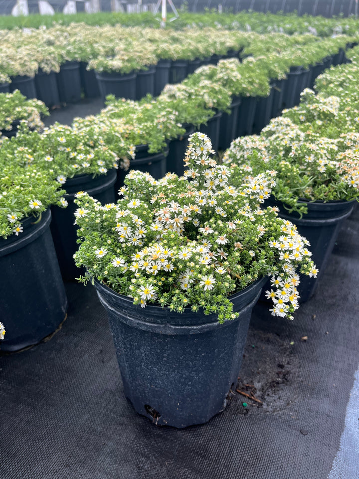 Aster ericoides ‘Snow Flurry’ (White Heath Aster)