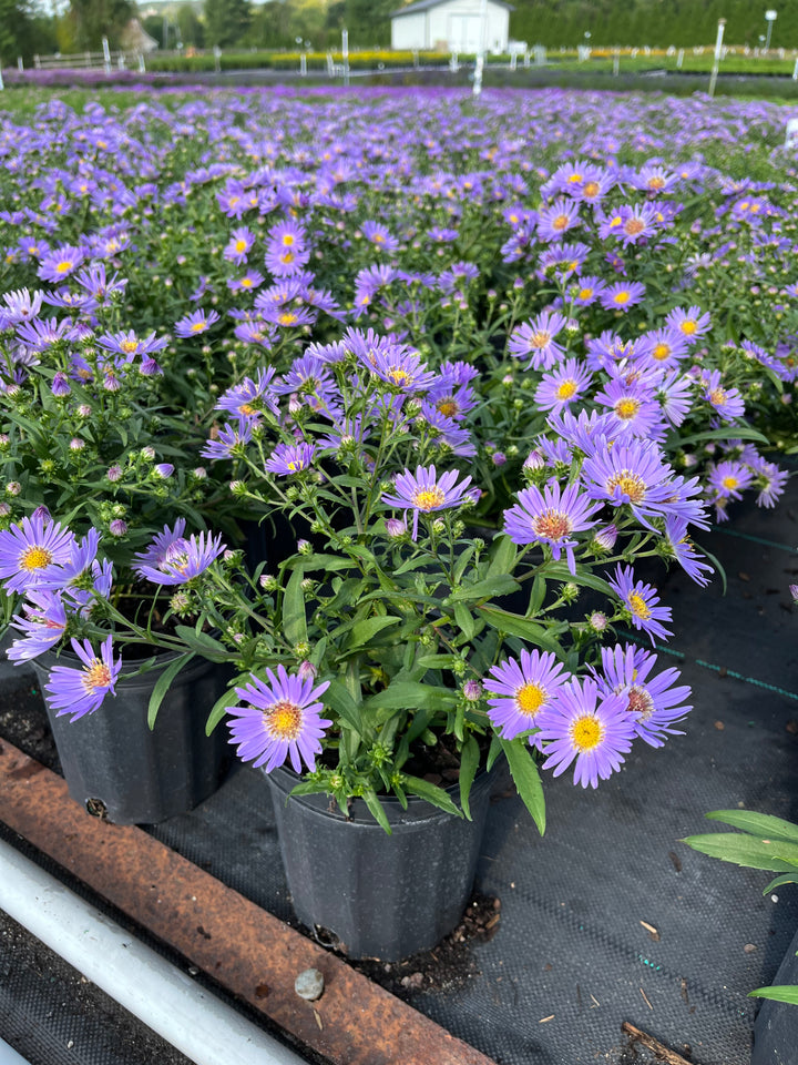 Aster dumosus 'Wood's Blue' (Blue Wood Aster)