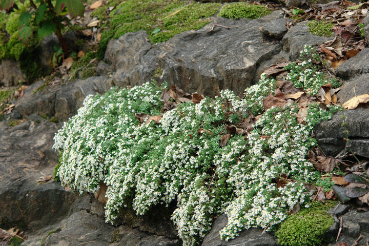 Aster ericoides ‘Snow Flurry’ (White Heath Aster)