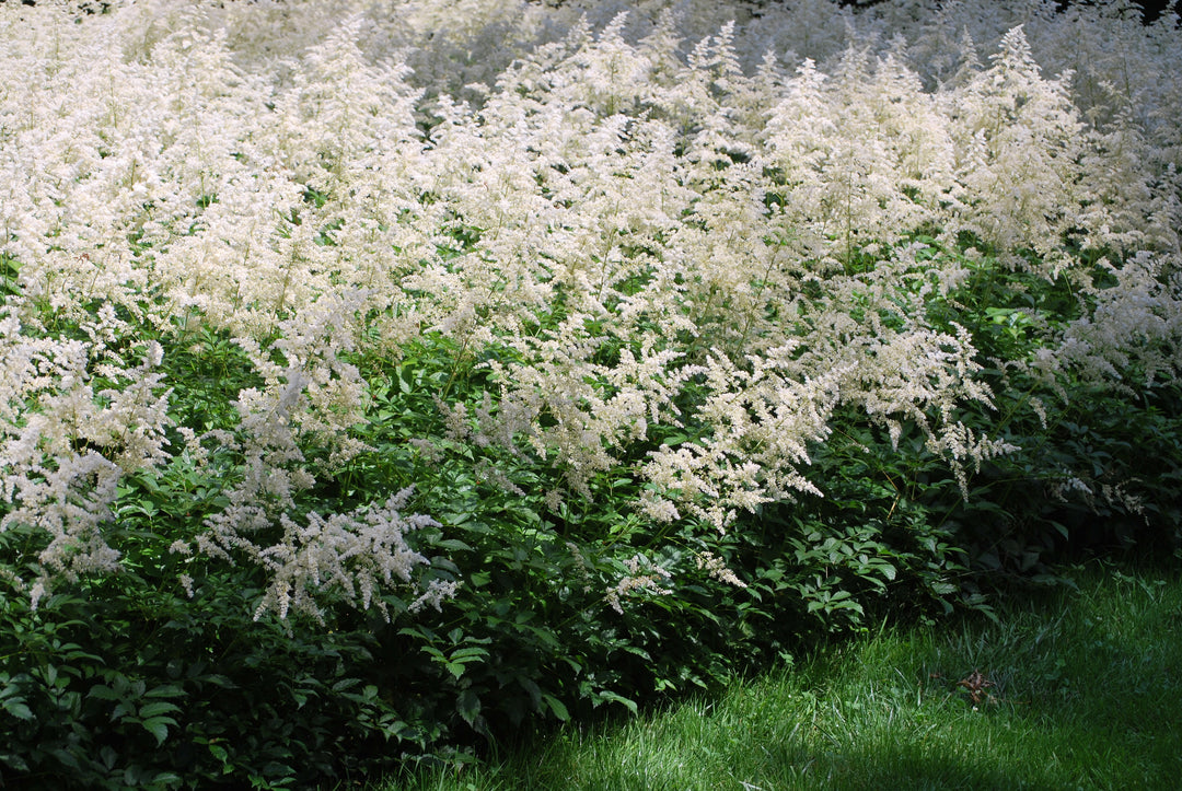 Astilbe arendsii 'Bridal Veil' (False Spirea)