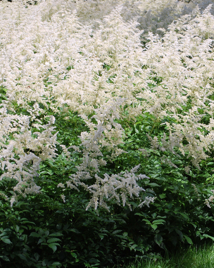 Astilbe arendsii 'Bridal Veil' (False Spirea)