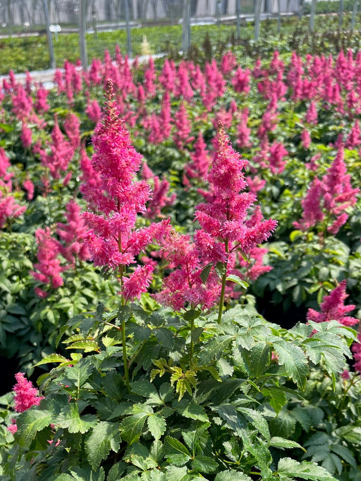 Astilbe x Music™ 'Drum & Bass' (False Spirea)