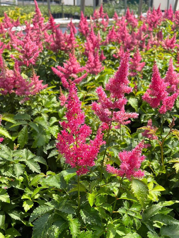 Astilbe x Music™ 'Drum & Bass' (False Spirea)