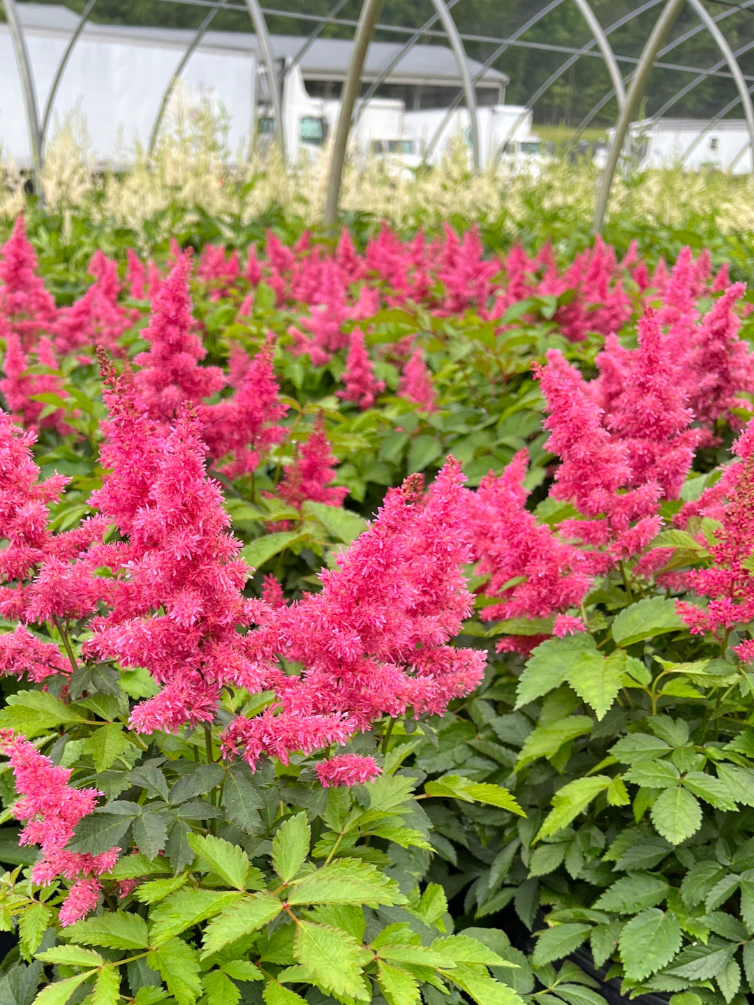 Astilbe x Music™ 'Drum & Bass' (False Spirea)