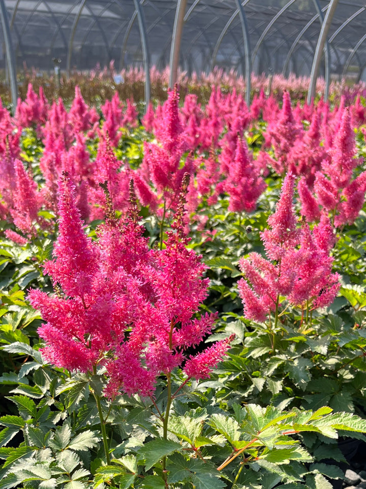 Astilbe x Music™ 'Drum & Bass' (False Spirea)