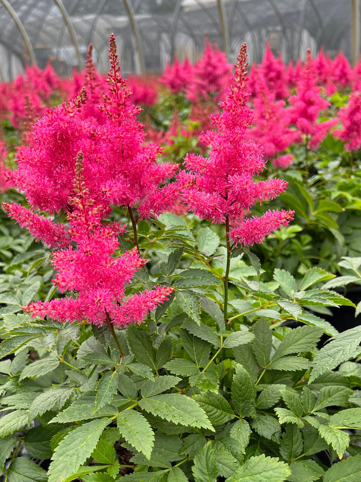 Astilbe x Music™ 'Drum & Bass' (False Spirea)