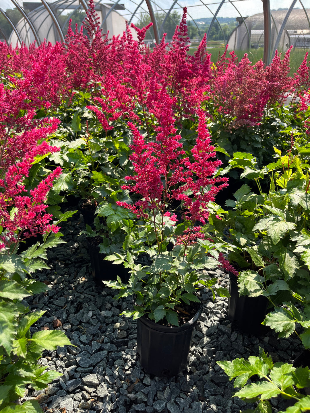 Astilbe Music™ Heavy Metal® (False Spirea)