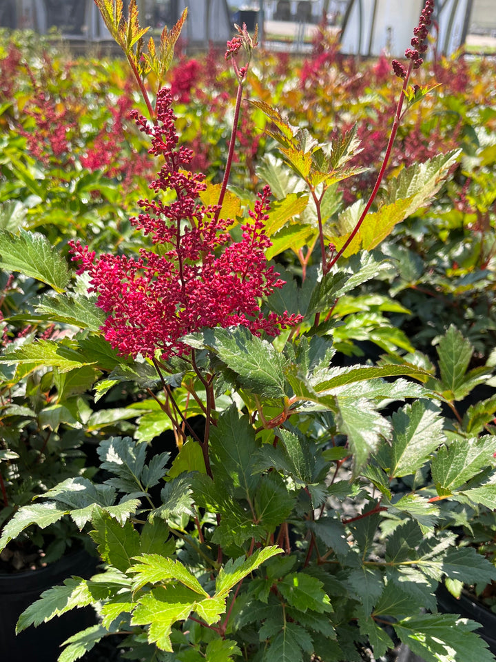 Astilbe japonica 'Montgomery' (False Spirea)