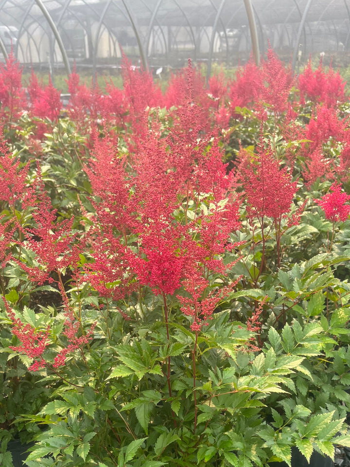 Astilbe japonica 'Montgomery' (False Spirea)