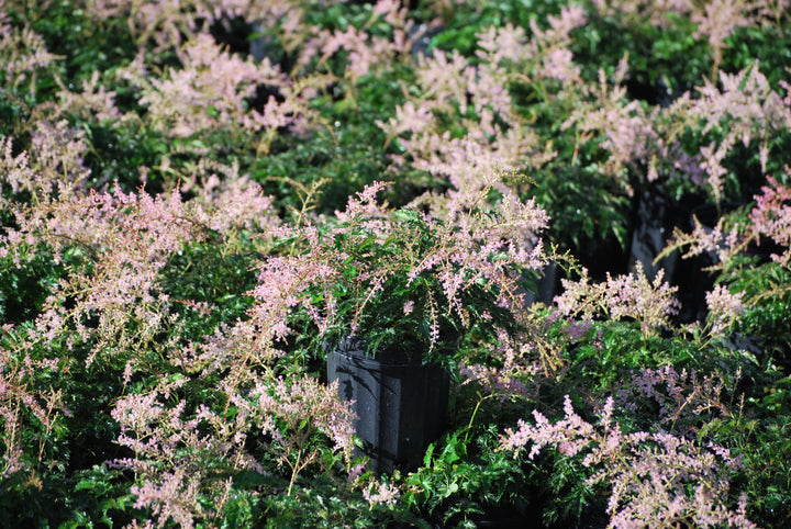 Astilbe simplicifolia 'Sprite' (False Spirea)