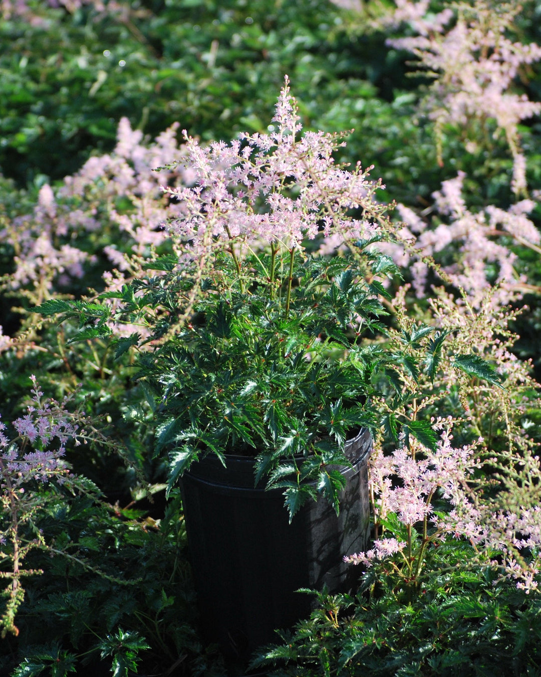 Astilbe simplicifolia 'Sprite' (False Spirea)