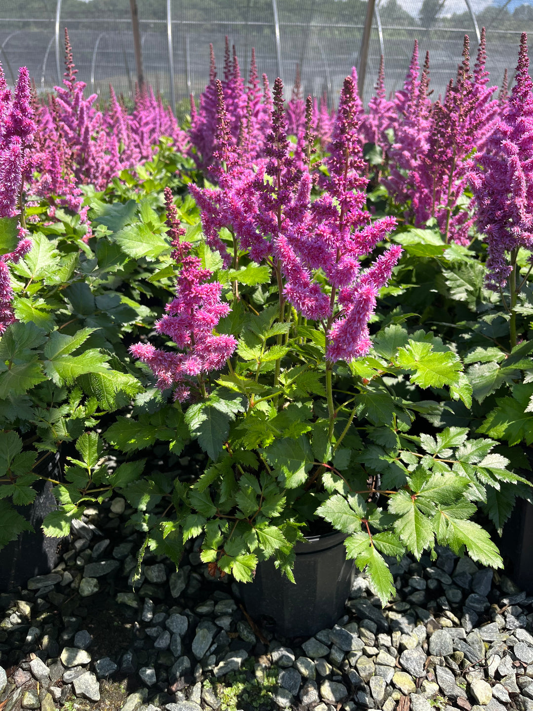 Astilbe chinensis 'Visions' (False Spirea)