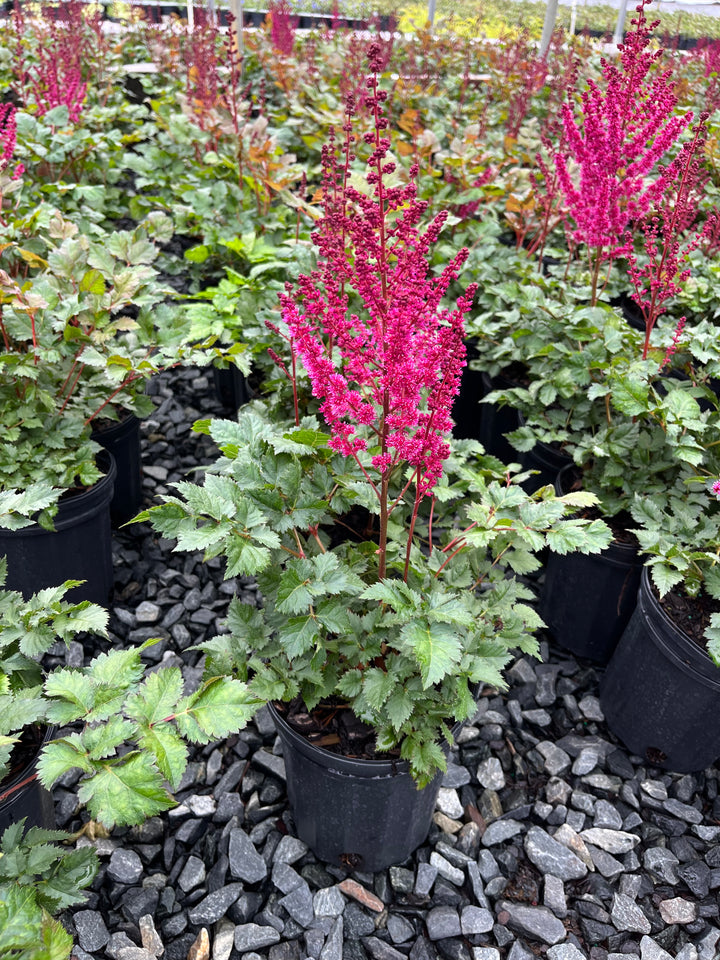 Astilbe x chinensis ‘Vision Vulcano’ (False Spirea)