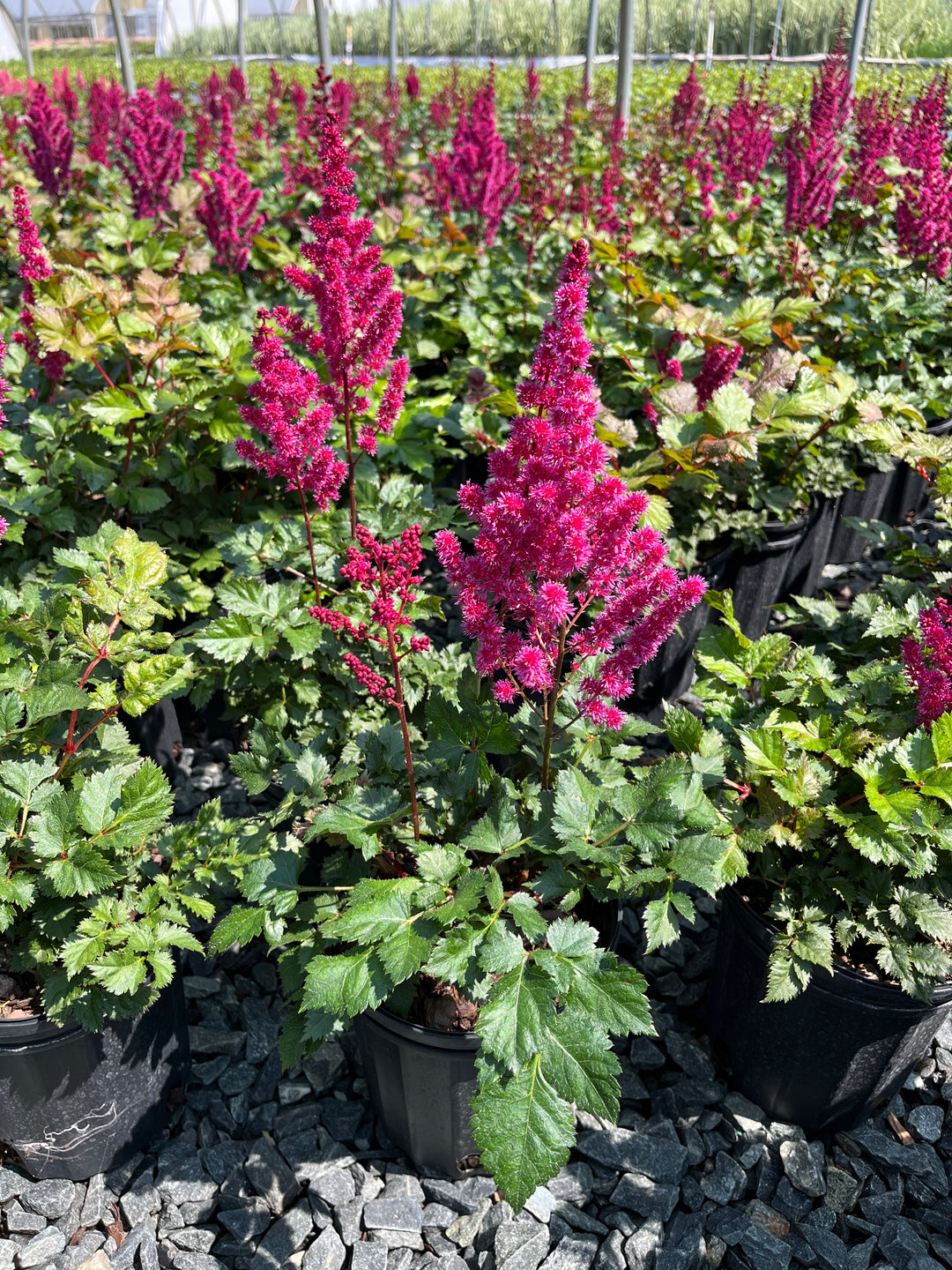 Astilbe x chinensis ‘Vision Vulcano’ (False Spirea)