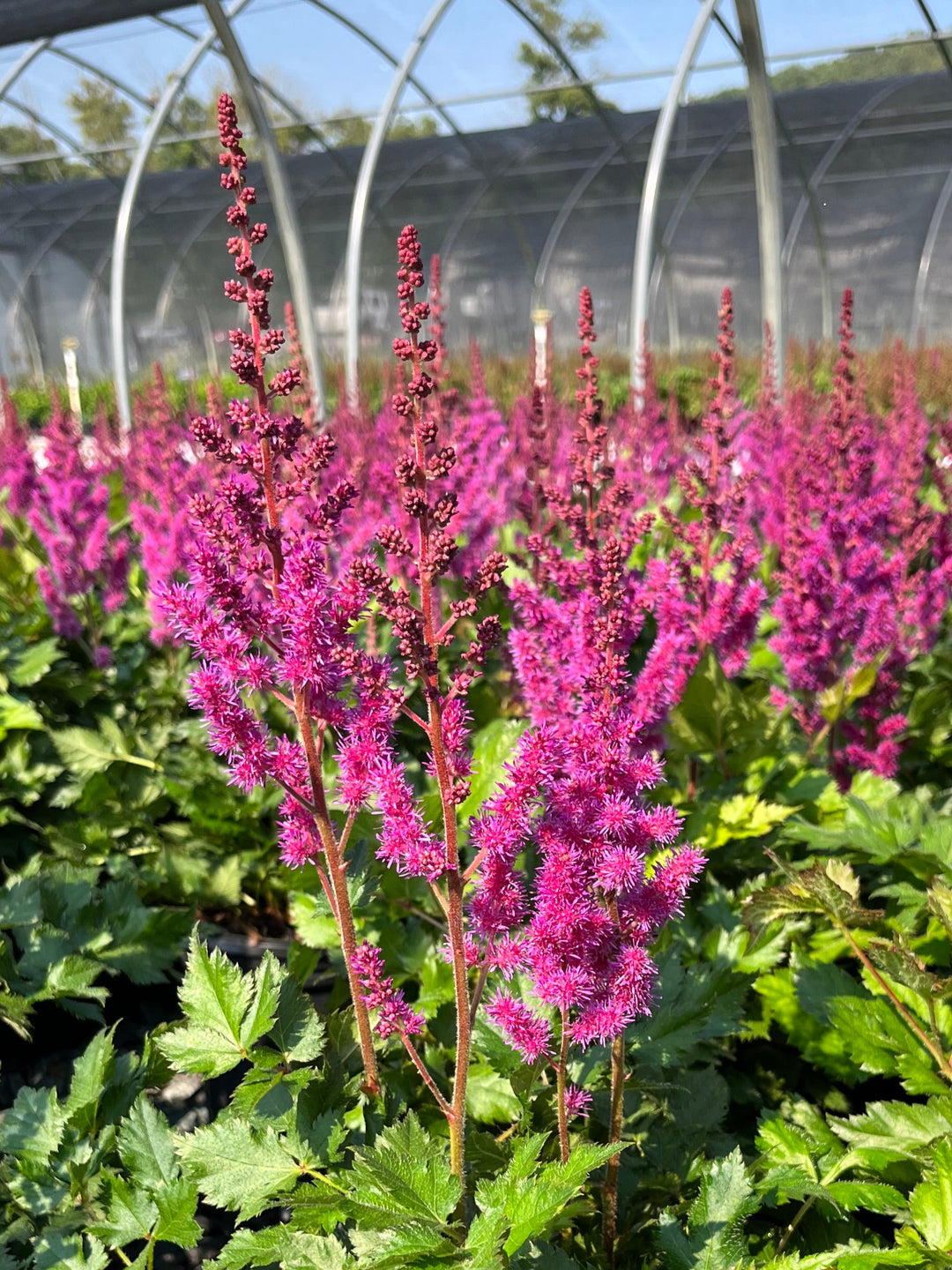 Astilbe chinensis 'Vision in Red' (False Spirea)