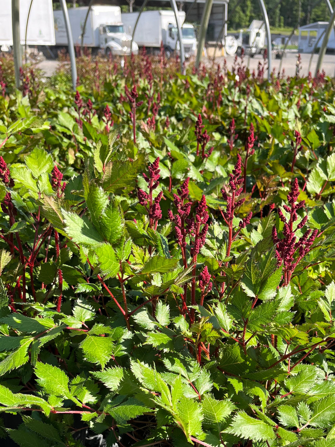 Astilbe chinensis 'Vision in Red' (False Spirea)