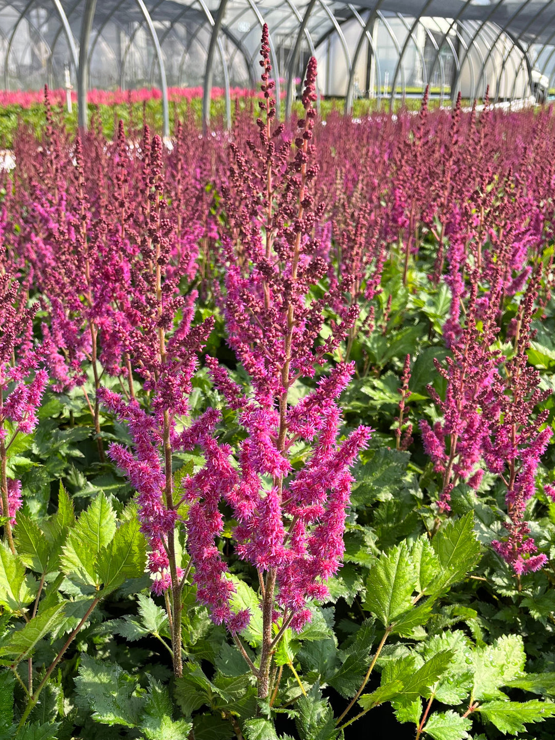 Astilbe chinensis 'Vision in Red' (False Spirea)