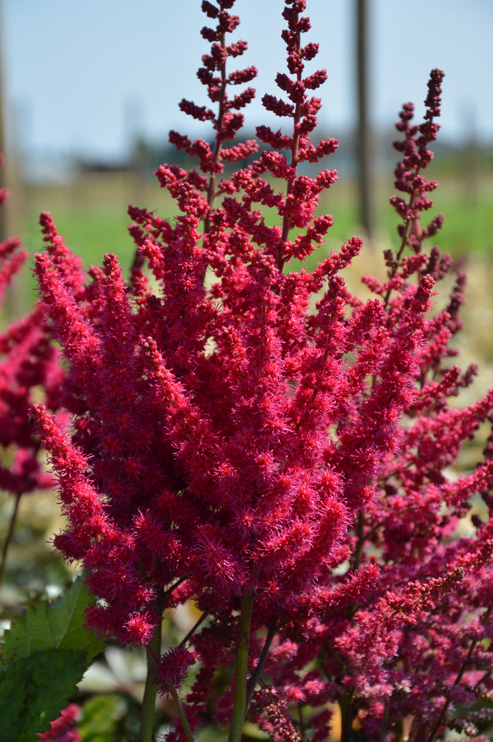 Astilbe c. ‘Cardinal’ (False Spirea)