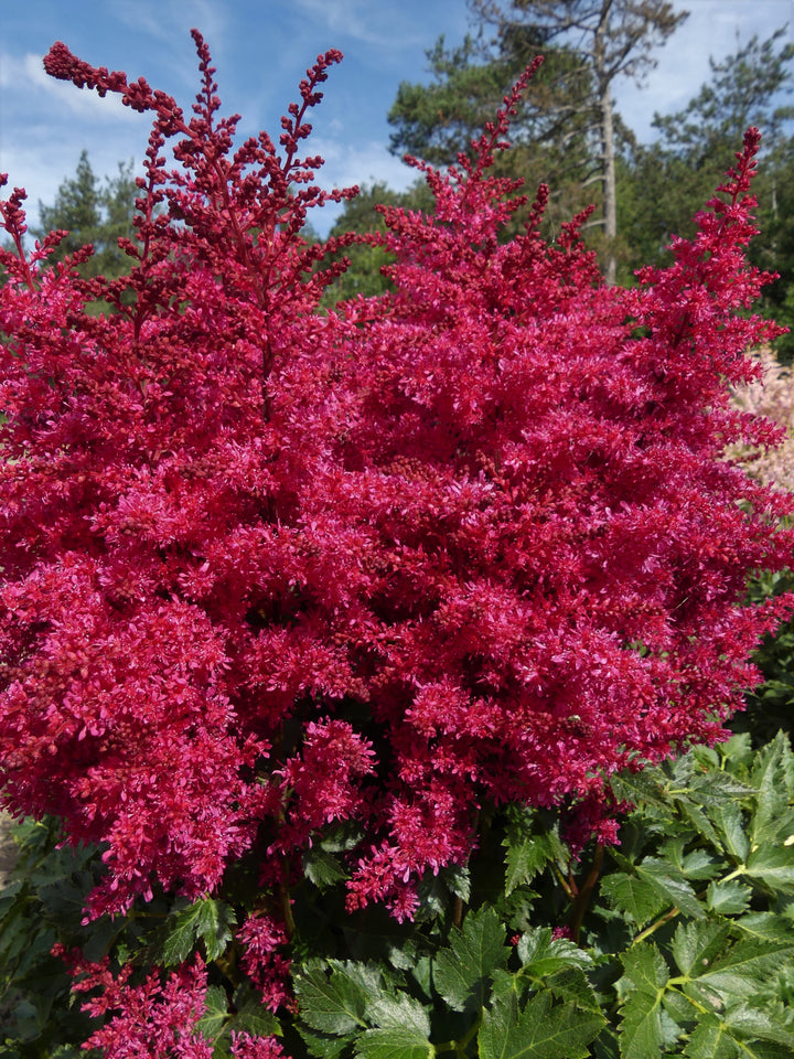 Astilbe Music™ Heavy Metal® (False Spirea)