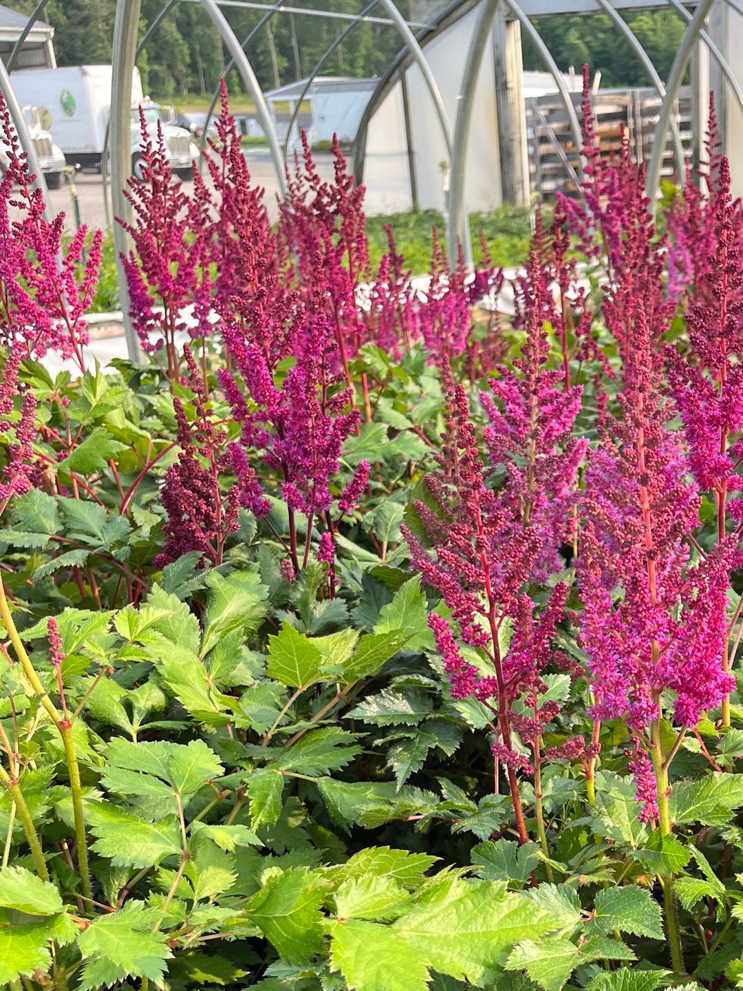 Astilbe chinensis 'Vision in Red' (False Spirea)