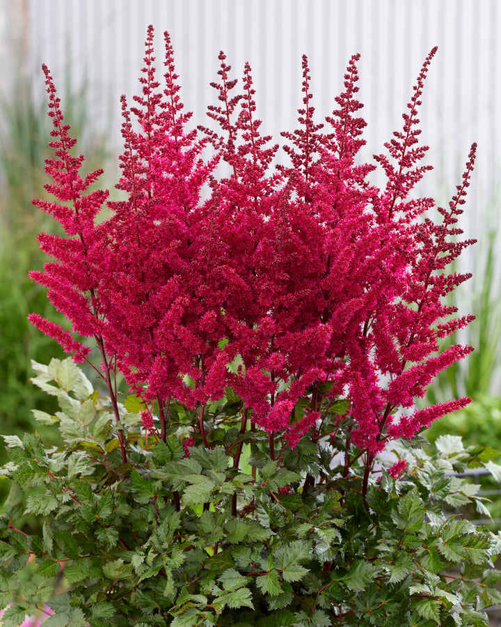 Astilbe x chinensis ‘Vision Vulcano’ (False Spirea)