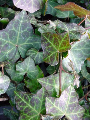 Hedera helix 'Baltica' (Baltic Ivy)