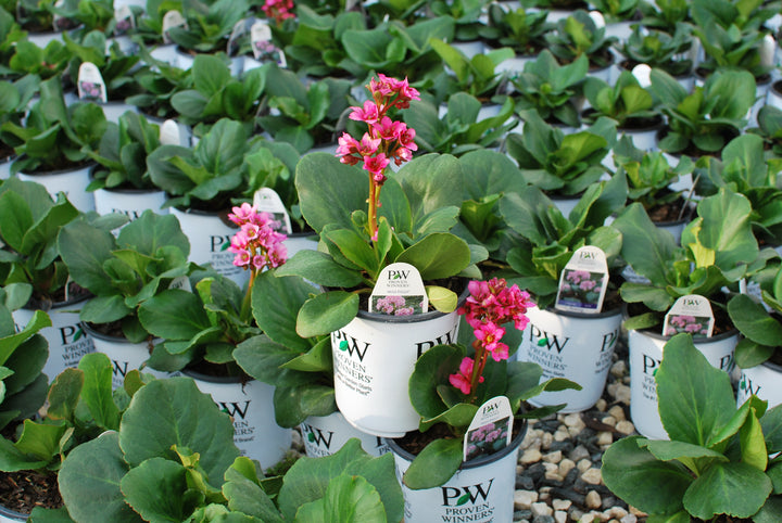 Bergenia cordifolia 'Miss Piggy' (Pigsqueak)