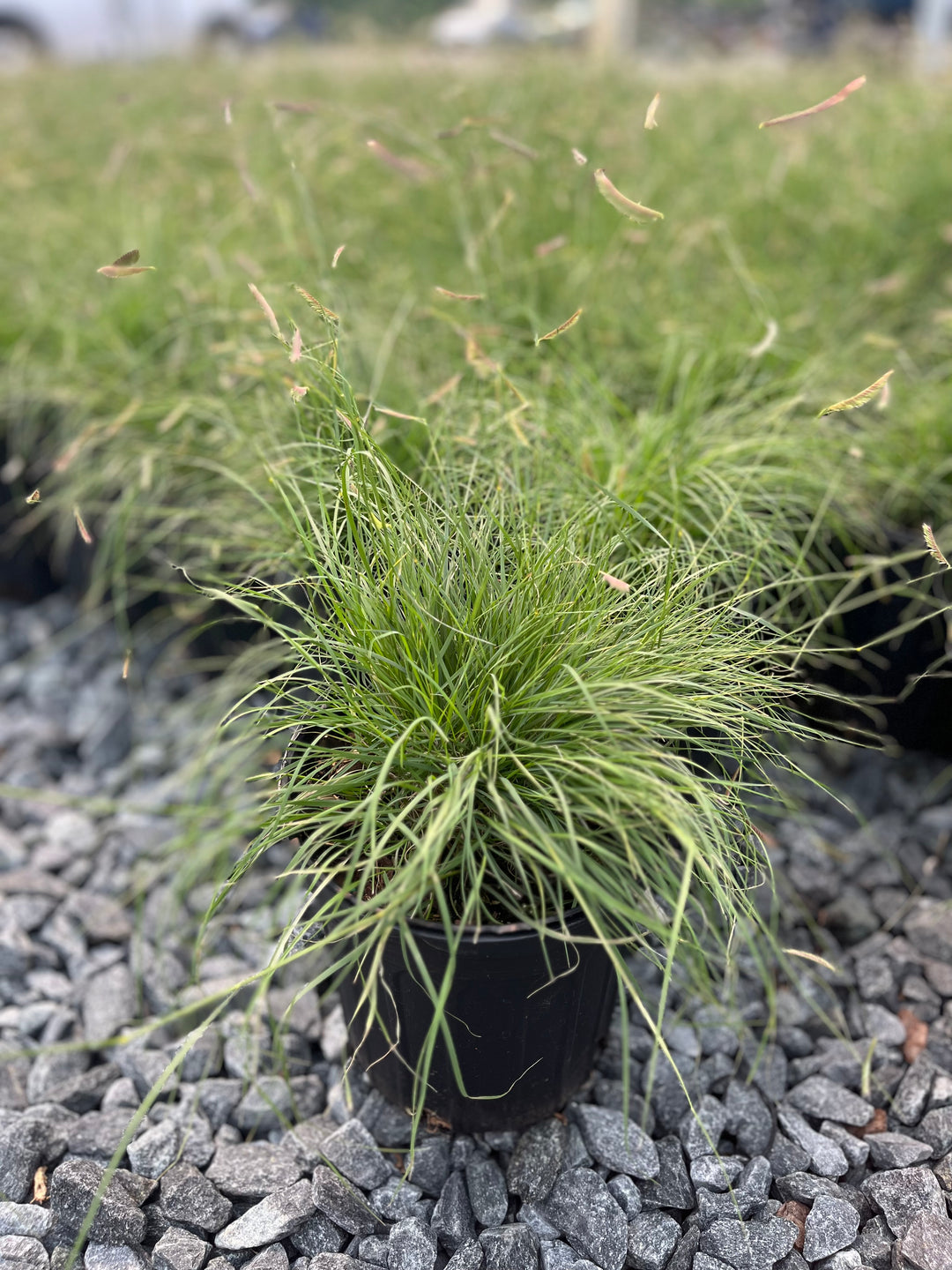 Bouteloua gracilis 'Blonde Ambition' (Blue Grama)