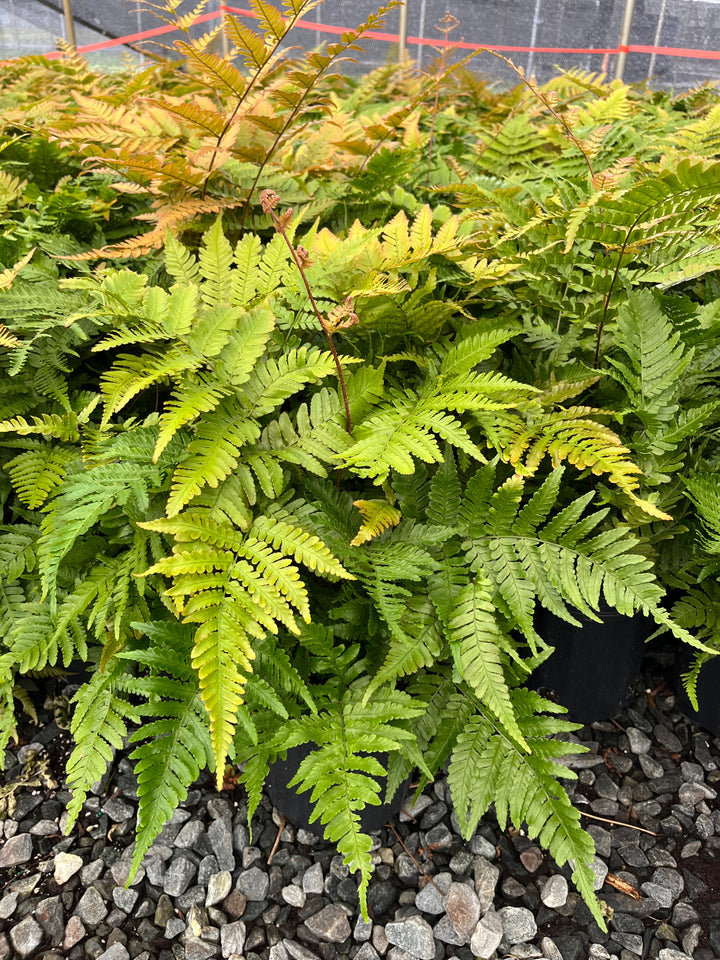 Dryopteris erythrosora 'Brilliance' (Brilliance Autumn Fern)