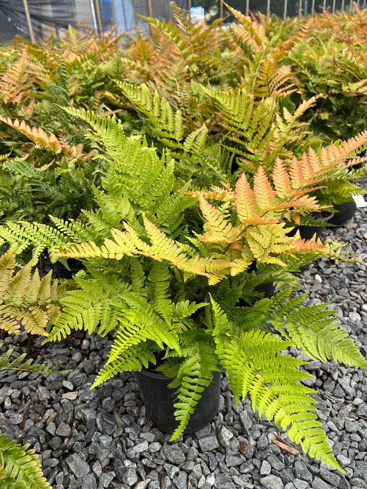 Dryopteris erythrosora 'Brilliance' (Brilliance Autumn Fern)