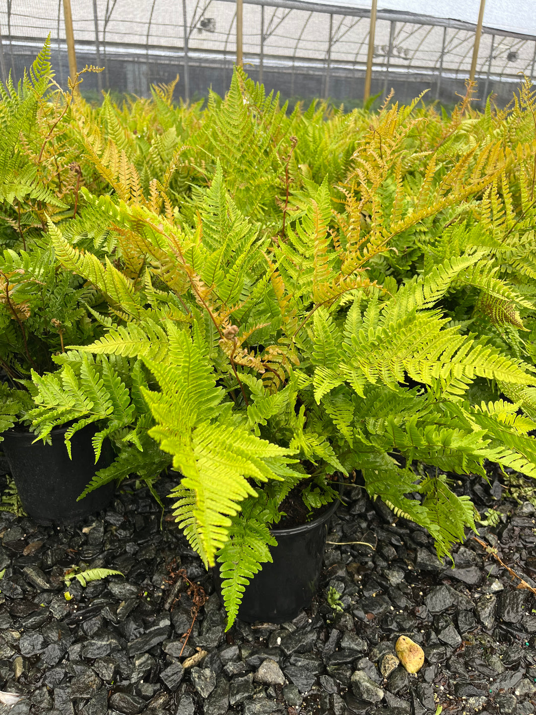 Dryopteris erythrosora 'Brilliance' (Brilliance Autumn Fern)