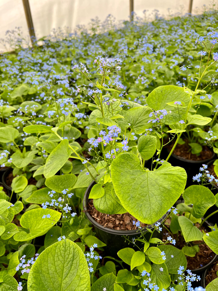 Brunnera macrophylla (False Forget-me-not/Siberian Bugloss)