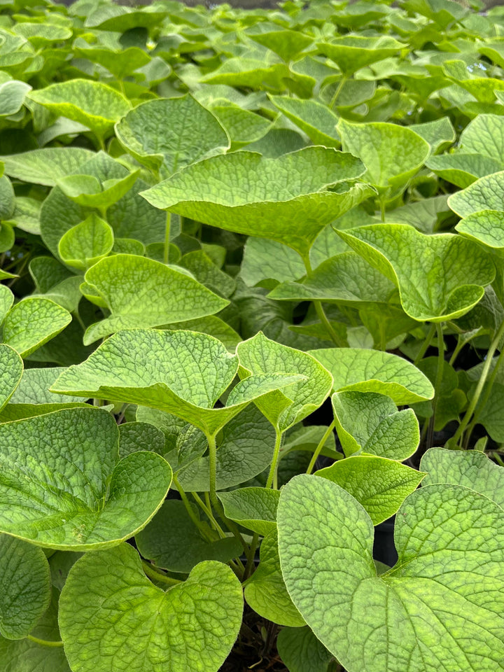 Brunnera macrophylla (False Forget-me-not/Siberian Bugloss)