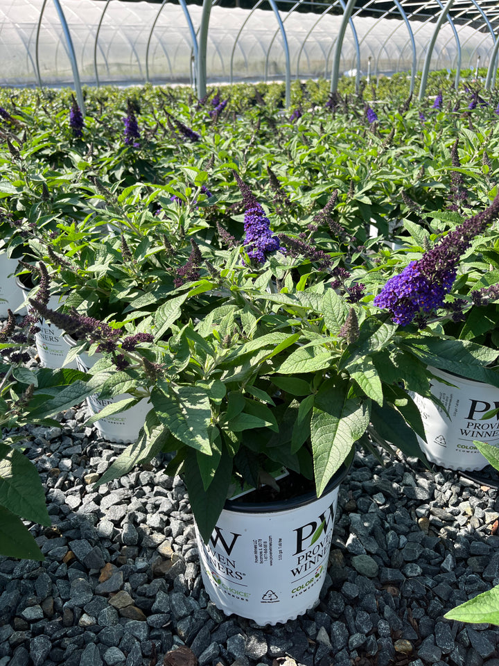 Buddleia Pugster Blue® (Butterfly Bush)