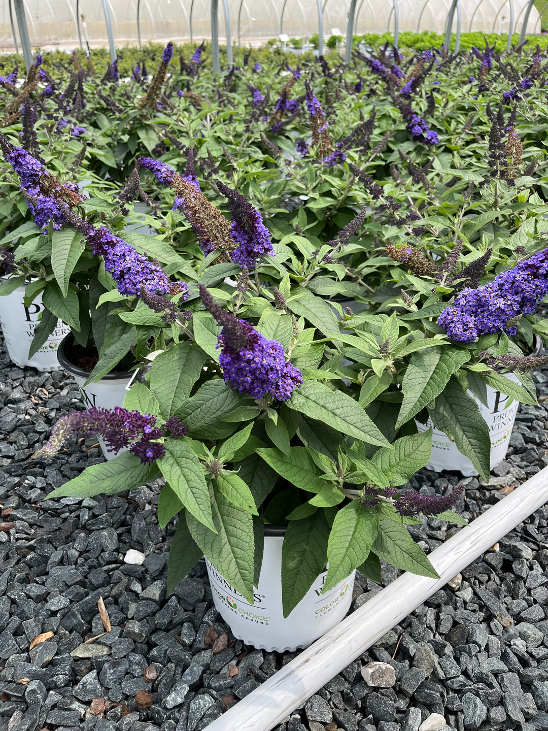 Buddleia Pugster Blue® (Butterfly Bush)