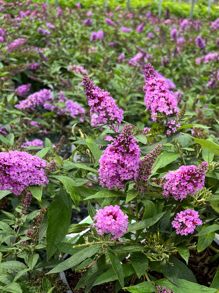 Buddleia Pugster Periwinkle® (Butterfly Bush)