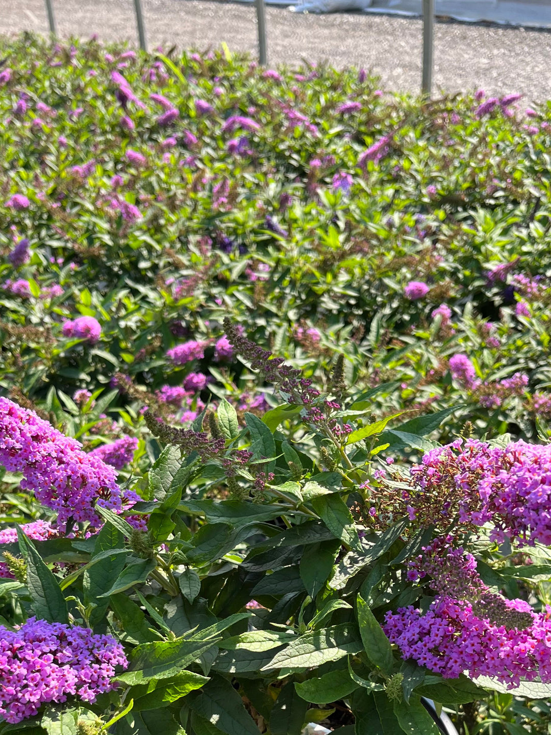 Buddleia Pugster Periwinkle® (Butterfly Bush)