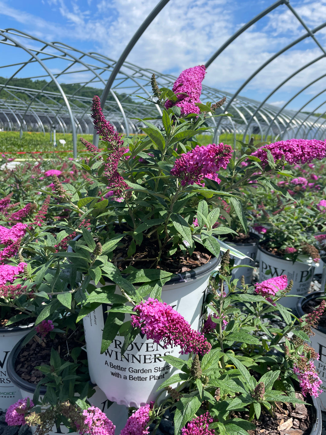 Buddleia Pugster Pinker® (Butterfly Bush)