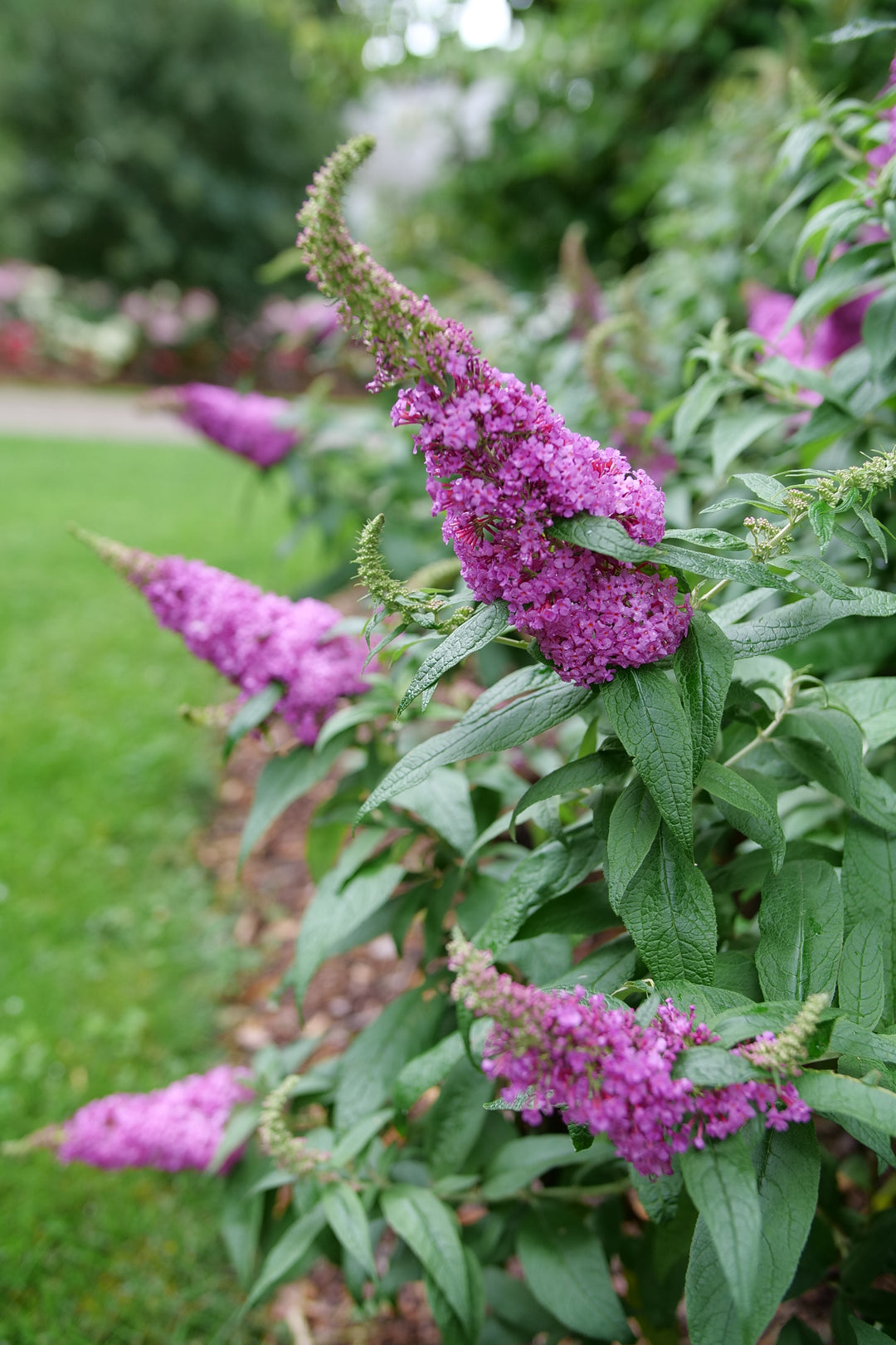 Buddleia Pugster Pinker® (Butterfly Bush)