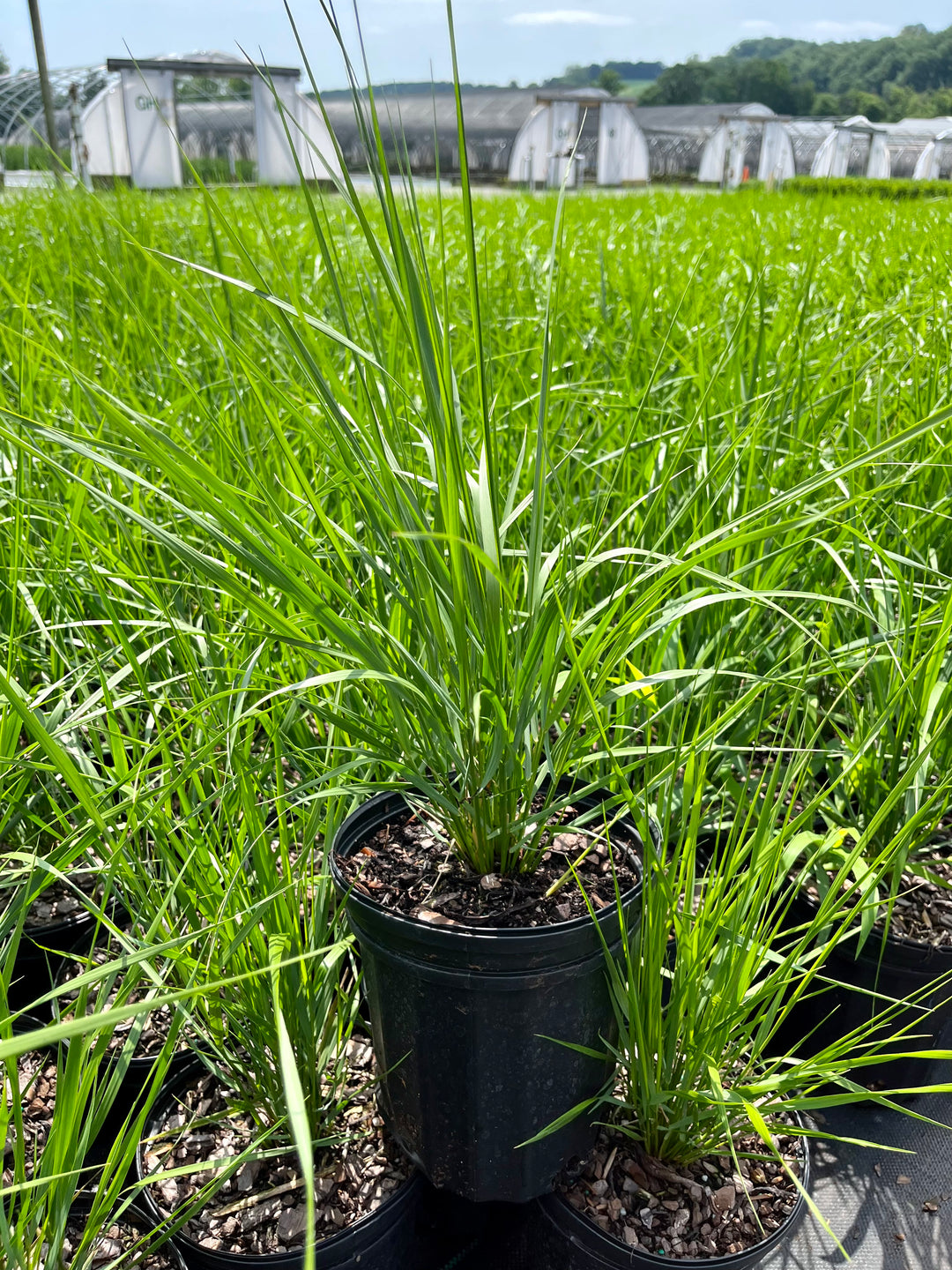 Calamagrostis x acutiflora 'Karl Foerster' (Feather Reed Grass)