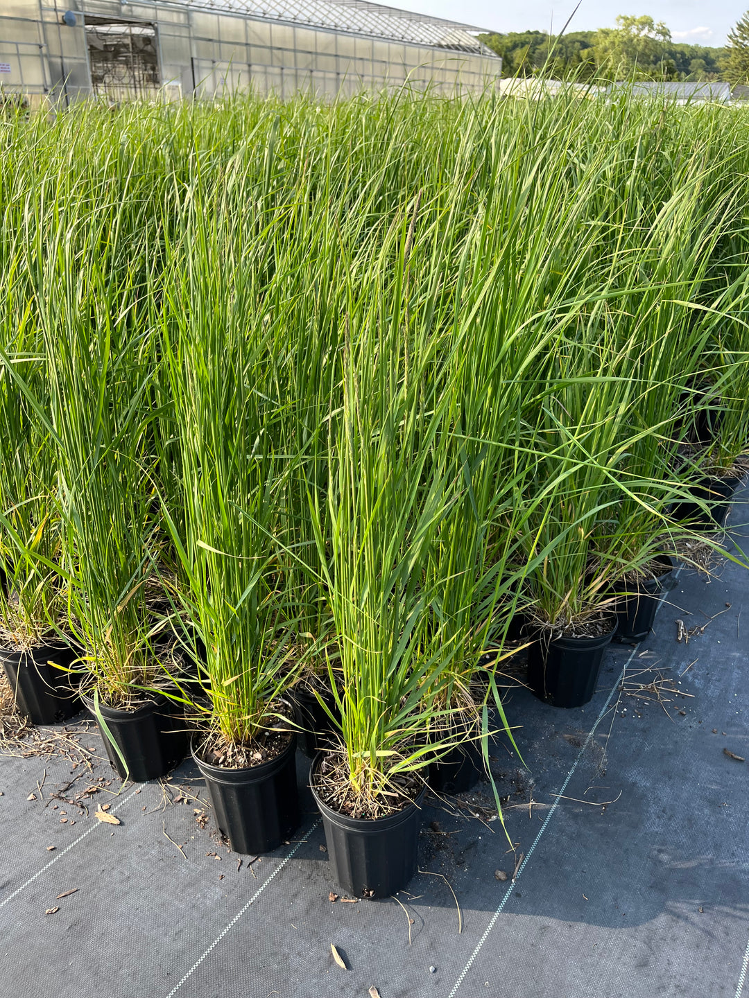 Calamagrostis x acutiflora 'Karl Foerster' (Feather Reed Grass)