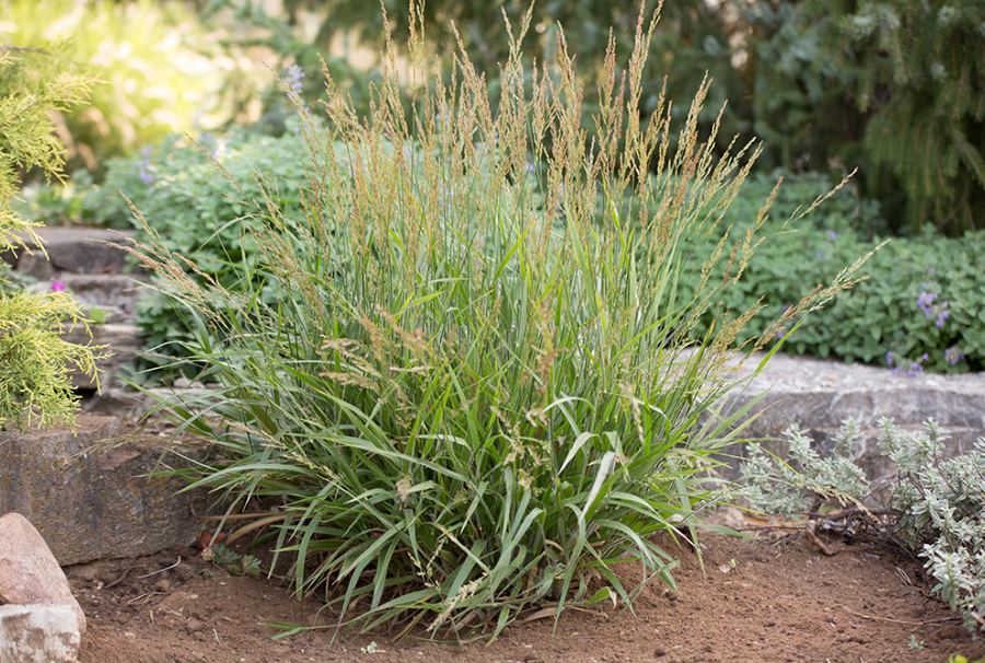 Calamagrostis x ‘Cheju-Do’ (Dwarf Feather Reed Grass)