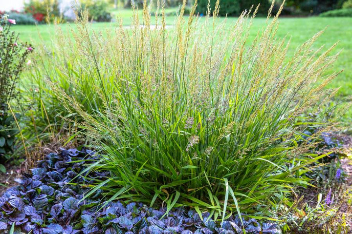 Calamagrostis x ‘Cheju-Do’ (Dwarf Feather Reed Grass)